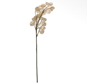 Honesty Stem view 2