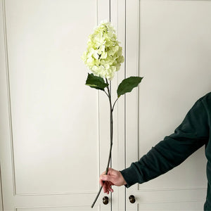 Hydrangea Paniculata Stem view 5