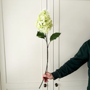 Hydrangea Paniculata Stem view 5