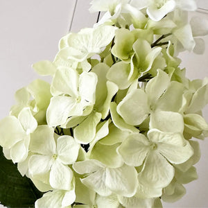 Hydrangea Paniculata Stem view 3