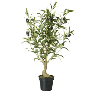 Olive Tree view 1