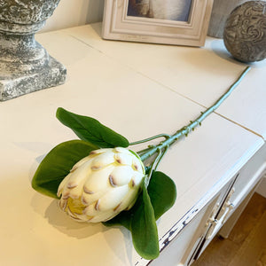 Closed White Protea Stem view 3