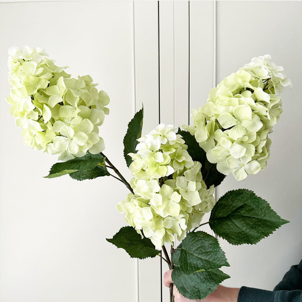 Hydrangea Paniculata Stem
