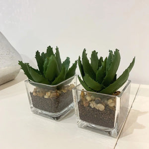 Miniature Aloe Vera view 4