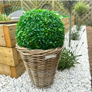 Buxus Ball view 2