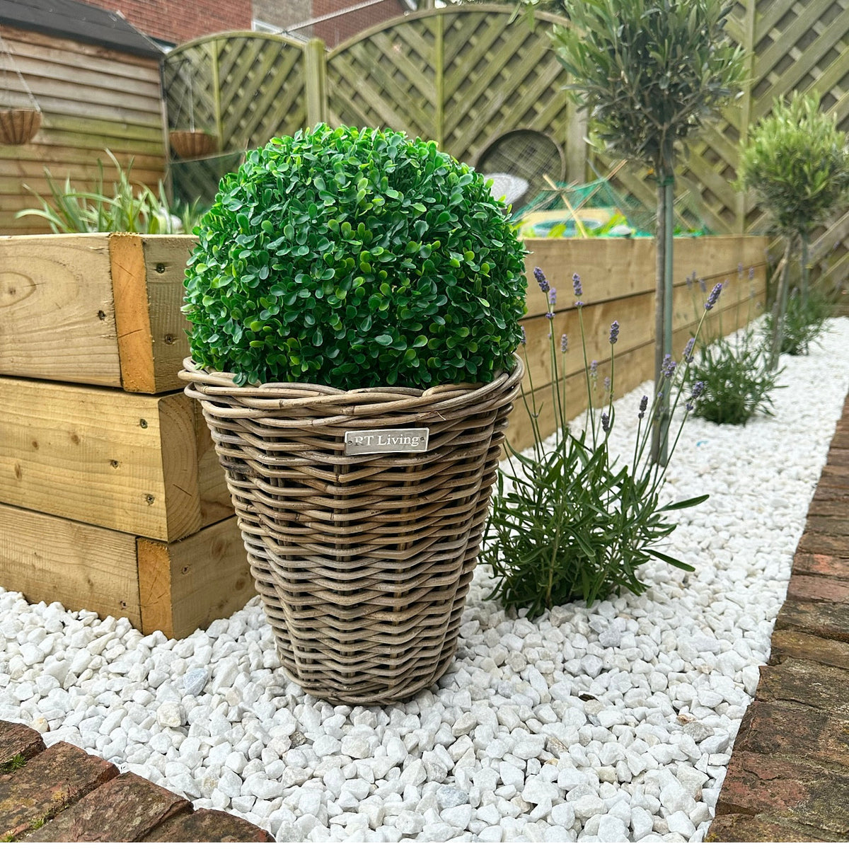 Buxus Ball