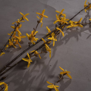 Forsythia Spray view 2