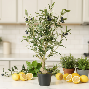 Olive Tree view 2