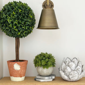 Mini Hebe Plant view 4