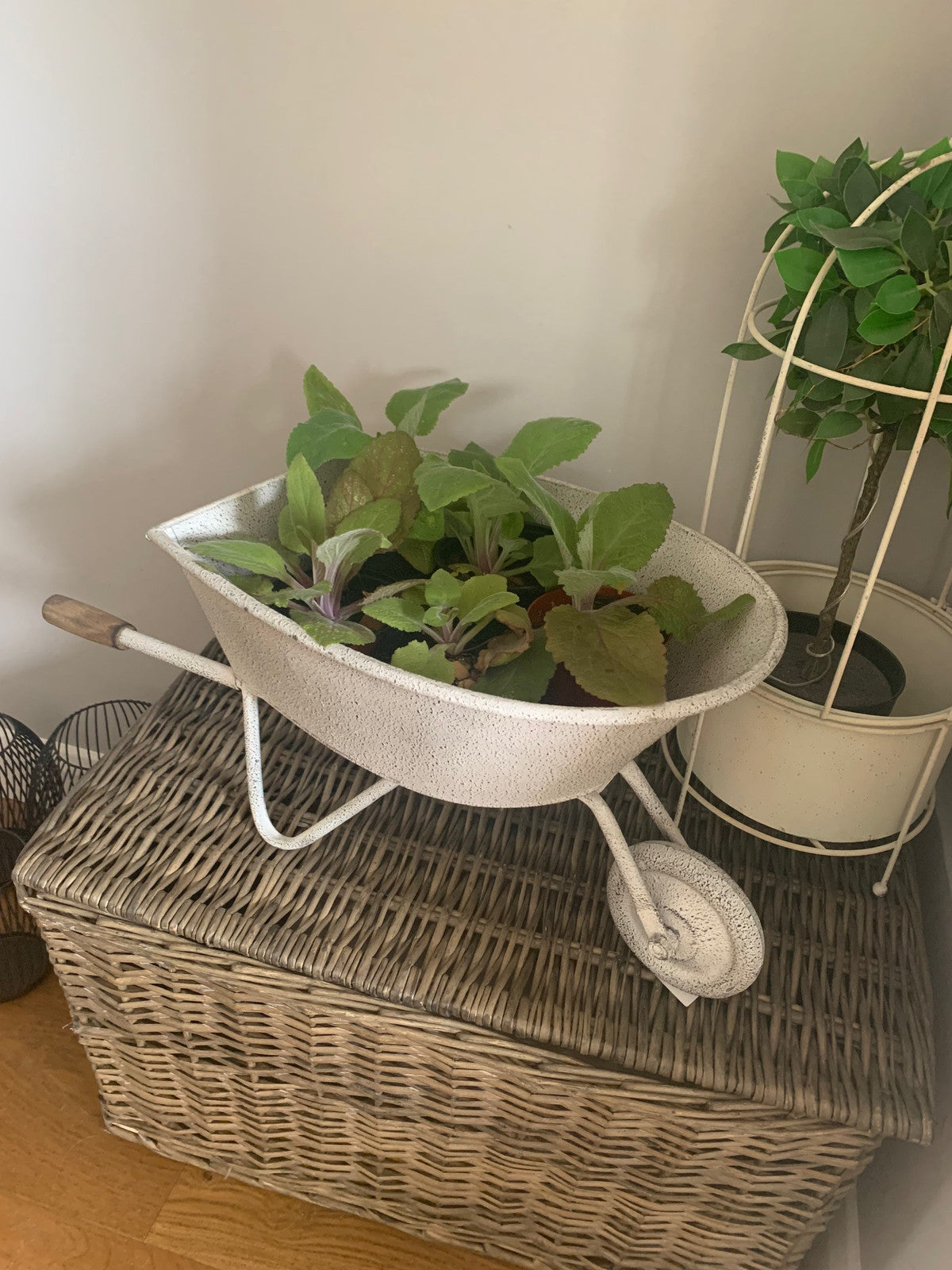 Wheelbarrow Planter