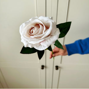 Pink Tea Rose view 7