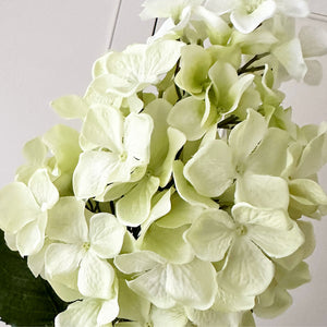 Hydrangea Paniculata Stem view 3
