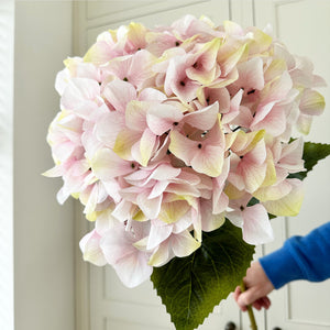 Giant Pink Hydrangea Stem view 2