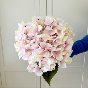 Giant Pink Hydrangea Stem view 3