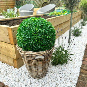 Buxus Ball view 7