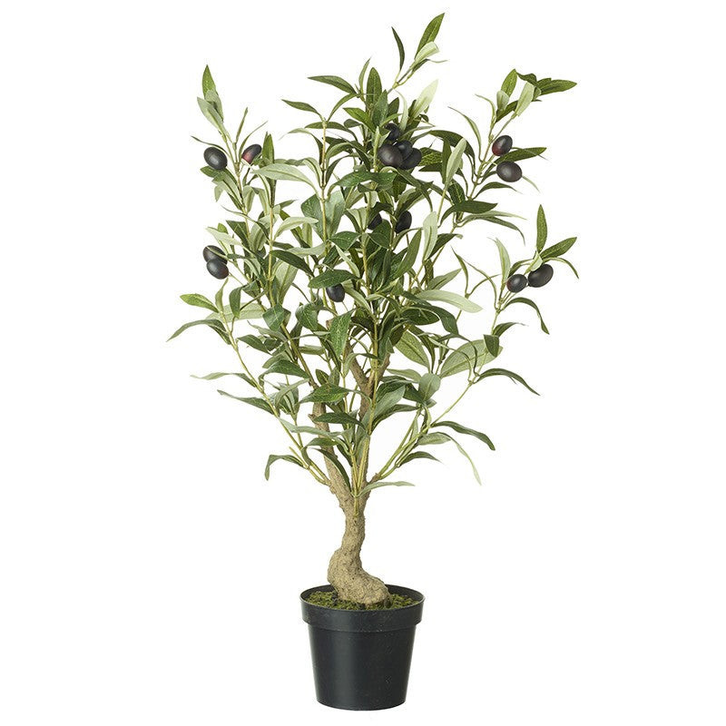 Olive Tree