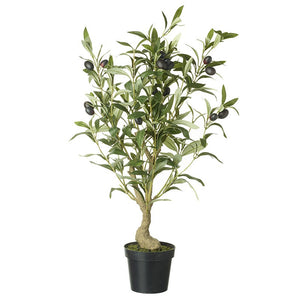 Olive Tree view 1