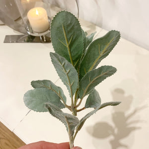 Lambs Ear Stem view 5