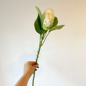 Closed White Protea Stem view 5