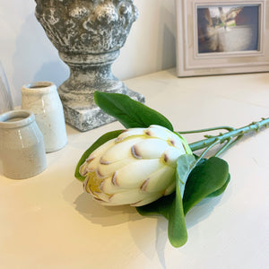 Closed White Protea Stem view 2