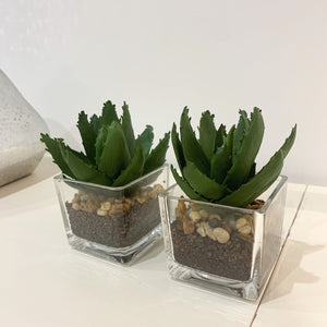 Miniature Aloe Vera view 4