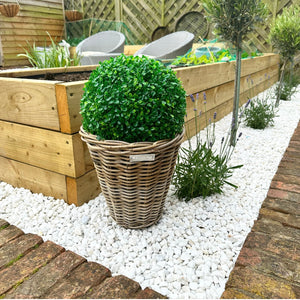 Buxus Ball view 4