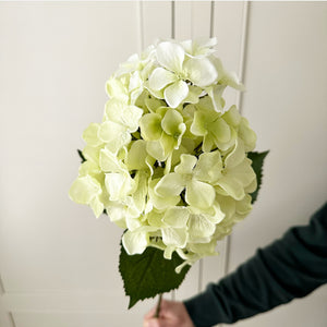 Hydrangea Paniculata Stem view 6